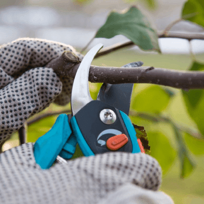 Tree Trimming